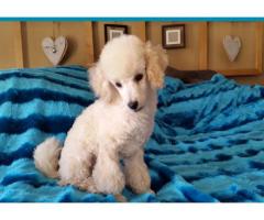 Miniature French Poodle puppy for sale