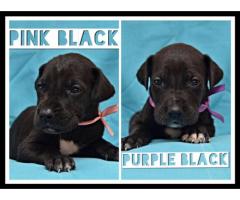 Great Dane puppies for sale (Pure Bred)