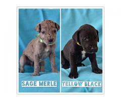 Great Dane puppies for sale (Pure Bred)