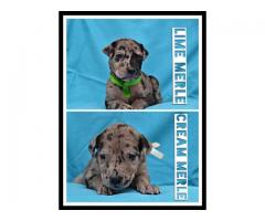 Great Dane puppies for sale (Pure Bred)