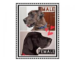 Great Dane puppies for sale (Pure Bred)