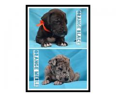 Great Dane puppies for sale (Pure Bred)