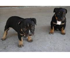 Staffordshire Terrier puppies for sale in Eastern Cape