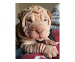 Sharpei puppies for sale (Pure bred with papers)