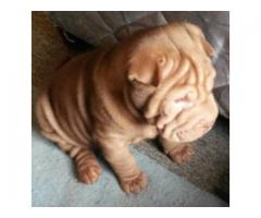 Sharpei puppies for sale (Pure bred with papers)
