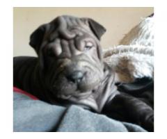 Sharpei puppies for sale (Pure bred with papers)