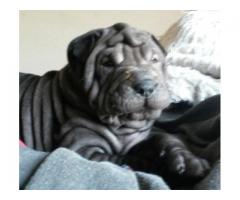 Sharpei puppies for sale (Pure bred with papers)