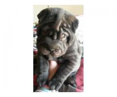 Sharpei puppies for sale (Pure bred with papers)