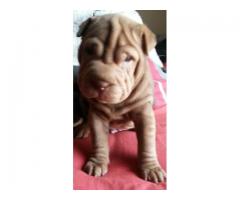 Sharpei puppies for sale (Pure bred with papers)