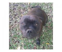 Staffordshire bull terrier puppies for sale (Staffy)