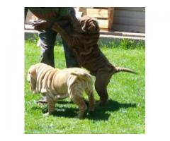 Gorgeous Purebred registered Chocolate Sharpei Male for sale