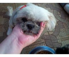 Beautiful Shih Tzu Puppies for sale