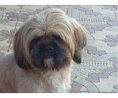 Beautiful Shih Tzu Puppies for sale