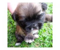 Beautiful Shih Tzu Puppies for sale