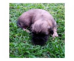 Beautiful Shih Tzu Puppies for sale