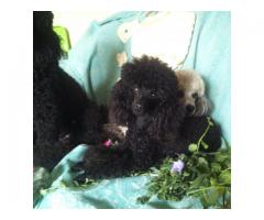 TOY POODLES FOR SALE - NOW AVAILABLE