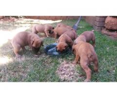 Boerboel puppies for sale - READY TO GO!!!