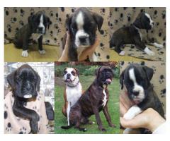 BOXER PUPPIES - Beautiful Playful KUSA registered puppies