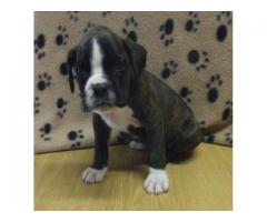 BOXER PUPPIES - Beautiful Playful KUSA registered puppies