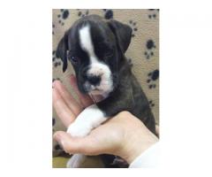 BOXER PUPPIES - Beautiful Playful KUSA registered puppies