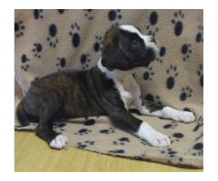 BOXER PUPPIES - Beautiful Playful KUSA registered puppies