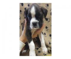 BOXER PUPPIES - Beautiful Playful KUSA registered puppies