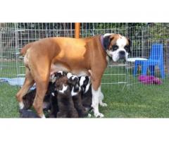 BOXER PUPPIES - Beautiful Playful KUSA registered puppies