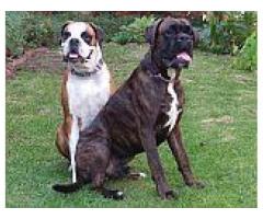 BOXER PUPPIES - Beautiful Playful KUSA registered puppies