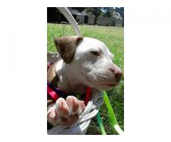 Pitbull puppy for sale - Urgent Home needed