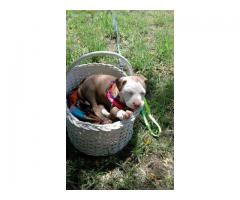 Pitbull puppy for sale - Urgent Home needed