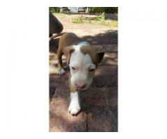 Pitbull puppy for sale - Urgent Home needed