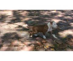 Pitbull puppy for sale - Urgent Home needed