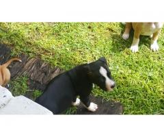 Beautiful healthy Pitbull pups for sale
