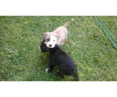 Beautiful healthy Pitbull pups for sale
