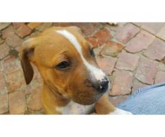 Beautiful healthy Pitbull pups for sale