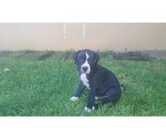 Beautiful healthy Pitbull pups for sale