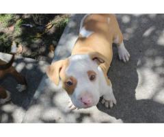 American Red Nose Pitbull puppies for sale