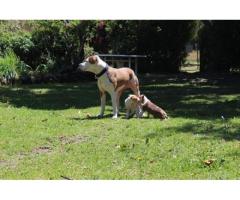 American Red Nose Pitbull puppies for sale