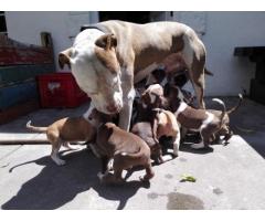 American Red Nose Pitbull puppies for sale