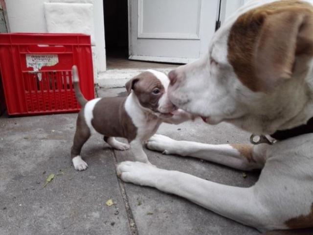 red nose american pitbull terrier puppies for sale red nose american pitbull terrier puppies for sale