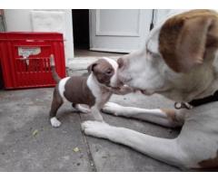 American Red Nose Pitbull puppies for sale