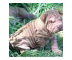 Purebred gorgeous sharpei puppies for sale