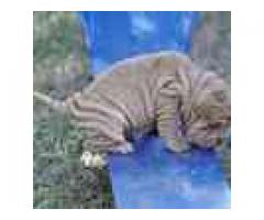 Purebred gorgeous sharpei puppies for sale