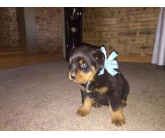 Adorable KUSA Registered Rottweiler Puppies for sale