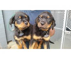 Rottweiler puppies for sale