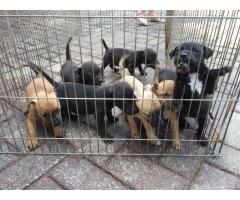REGISTERED PITBULL PUPPIES FOR SALE