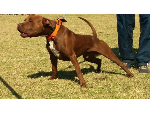 Frisco pitbulls hotsell for sale