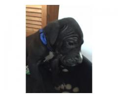 Great Dane Puppies for Sale x 5