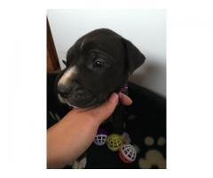 Great Dane Puppies for Sale x 5