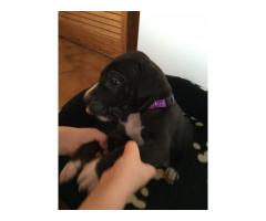 Great Dane Puppies for Sale x 5